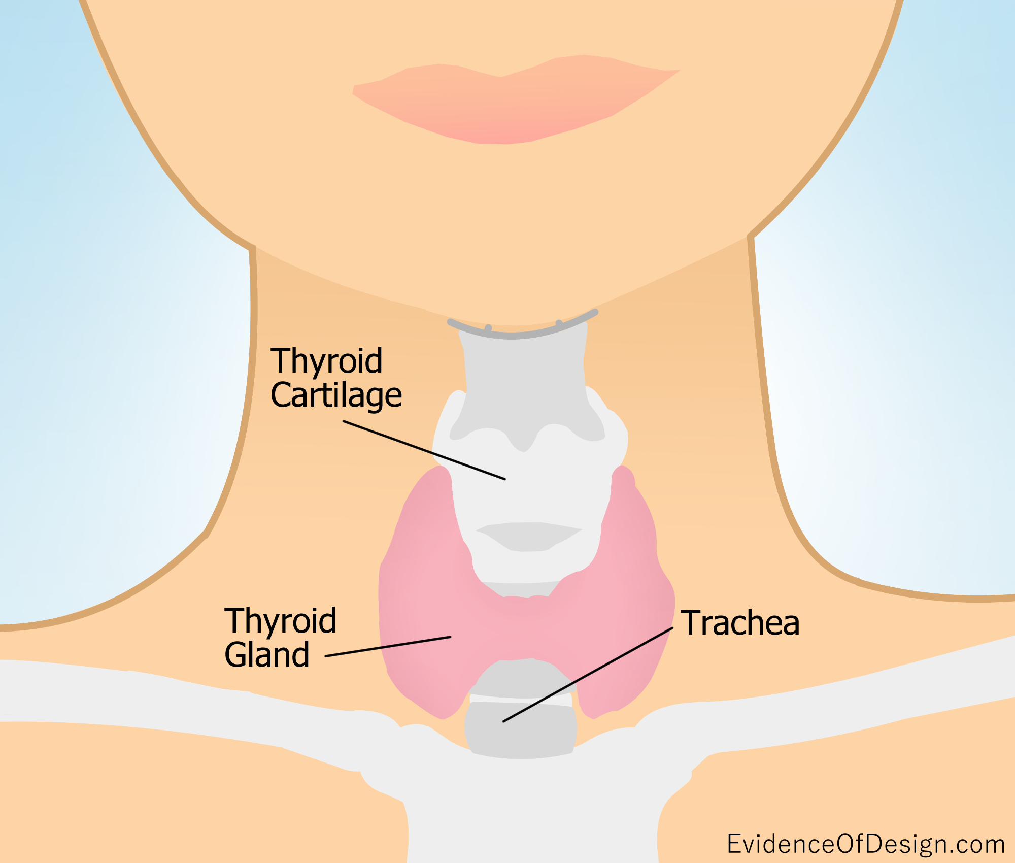 Just HOW important is this little peice of God's Deisgn? A lot more than you'd think! Click above to find out more about your thyroid. #thyroidawareness #thyroidhealth #thyroidhelp #healthythyroid #naturalthyroid #thyroidfunction #thyroidpain