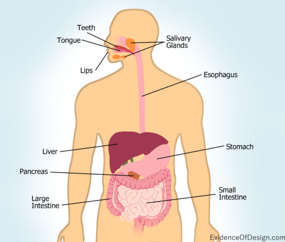 Human Digestive System - Evidence of Design